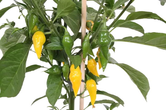 Pick-&-Joy® Hete Peper - Geel - afbeelding 2