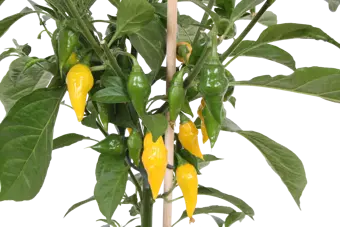 Pick-&-Joy® Hete Peper - Geel - afbeelding 2