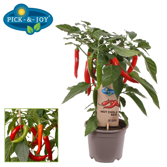 Pick-&-Joy® Hete Peper - Rood - afbeelding 1