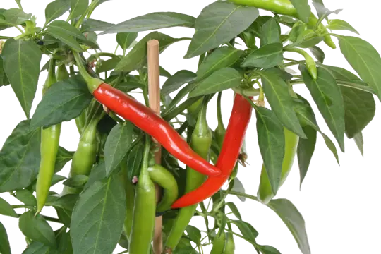 Pick-&-Joy® Hete Peper - Rood - afbeelding 2