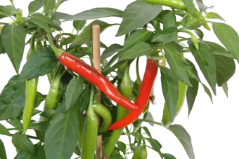 Pick-&-Joy® Hete Peper - Rood - afbeelding 2