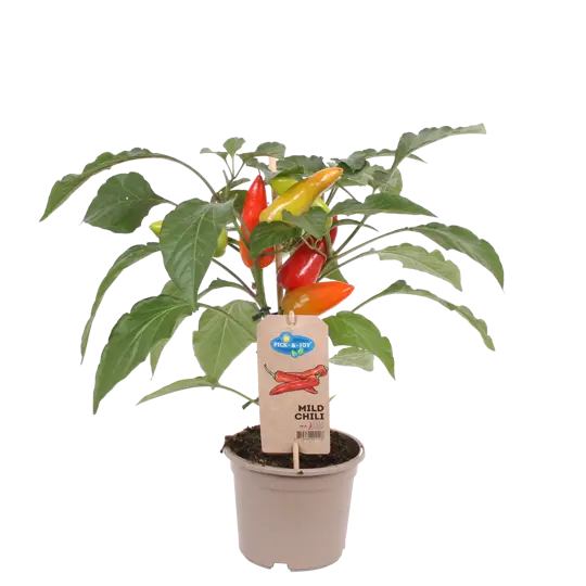 Pick-&-Joy® Milde Peper - afbeelding 1