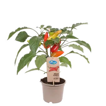 Pick-&-Joy® Milde Peper - afbeelding 1