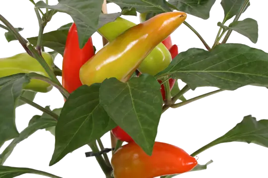 Pick-&-Joy® Milde Peper - afbeelding 2