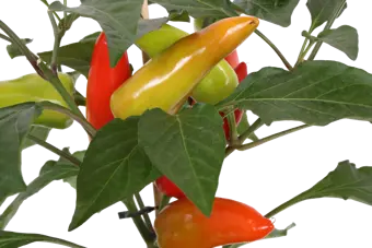 Pick-&-Joy® Milde Peper - afbeelding 2