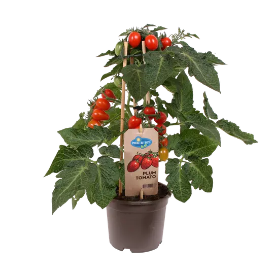 Pick-&-Joy® Pruimtomaatje - Rood