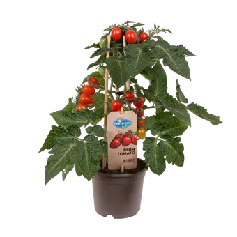 Pick-&-Joy® Pruimtomaatje - Rood