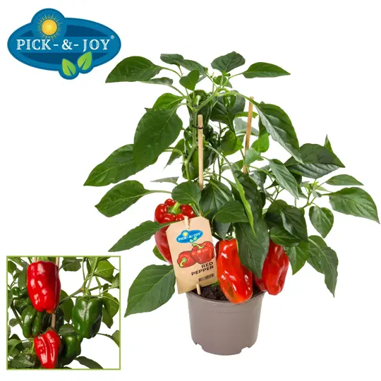 Pick-&-Joy® Rode Paprika