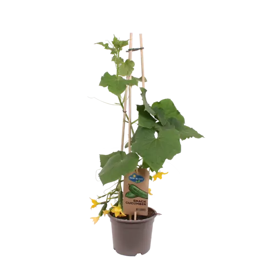 Pick-&-Joy® Snackkomkommer - afbeelding 1