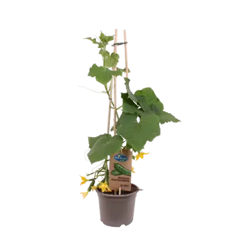 Pick-&-Joy® Snackkomkommer - afbeelding 1