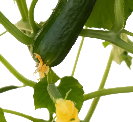 Pick-&-Joy® Snackkomkommer - afbeelding 2