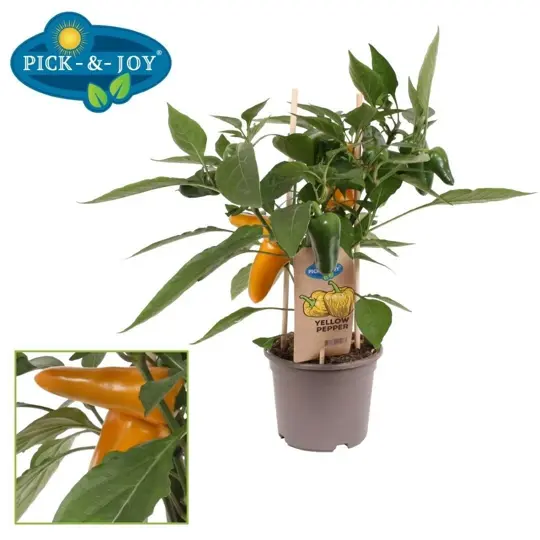 Pick-&-Joy® Snackpaprika - Geel