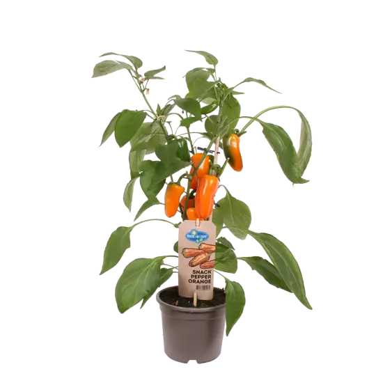 Pick-&-Joy® Snackpaprika - Oranje - afbeelding 1