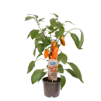Pick-&-Joy® Snackpaprika - Oranje - afbeelding 1