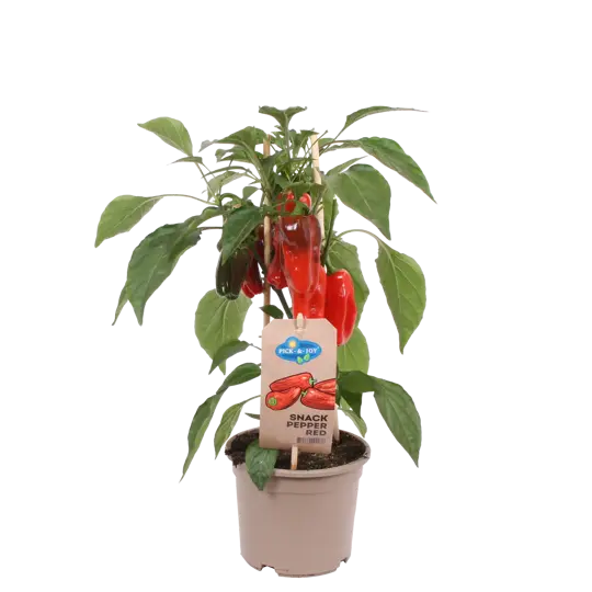 Pick-&-Joy® Snackpaprika - Rood
