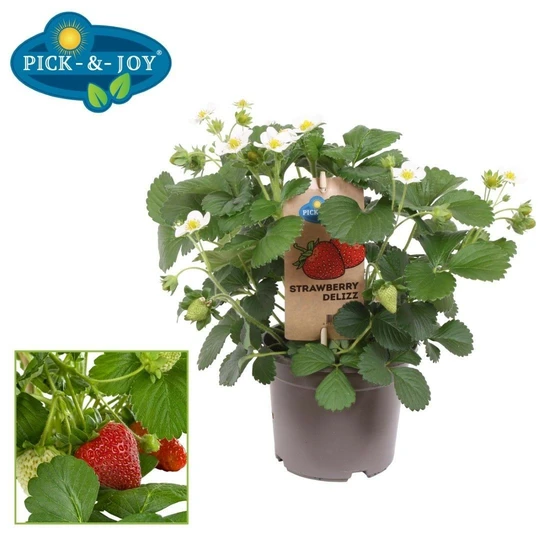 Pick-&-Joy Strawberry 'Delizz', 30-35 Cm P14
