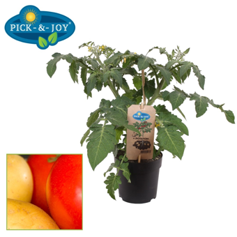 Pick-&-Joy® Tomaat Aardappel - afbeelding 1