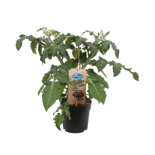 Pick-&-Joy® Tomaat Aardappel - afbeelding 2