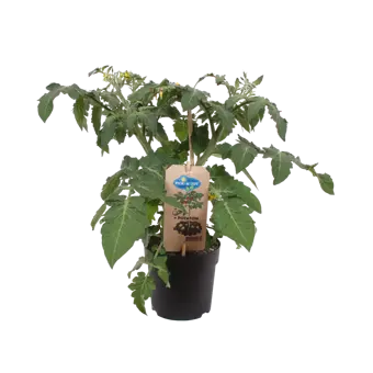 Pick-&-Joy® Tomaat Aardappel - afbeelding 2