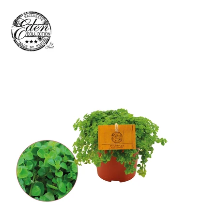 Pilea Depressa Sao Paulo