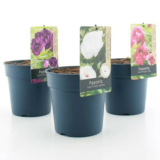 Pioenroos - Diverse Kleuren - P19cm