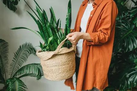 Plantverzorging