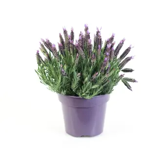 Pluimlavendel - P15cm - afbeelding 2