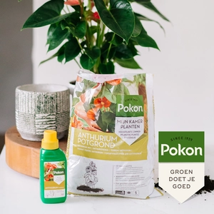 Pokon Anthurium Potgrond RHP - 5L - afbeelding 5