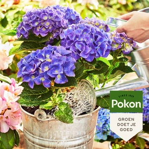 Pokon Bio Hortensia Potgrond RHP - 30 L - afbeelding 5