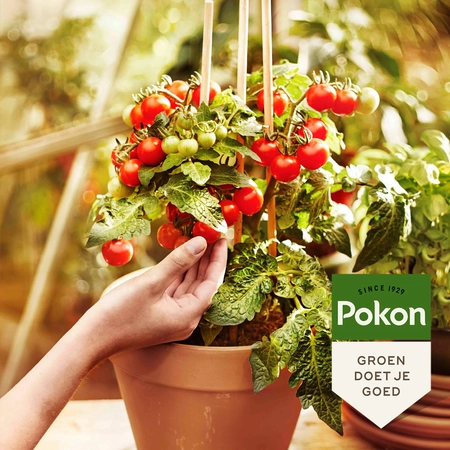 Pokon Bio Moestuin Mest - 1 kg - afbeelding 5