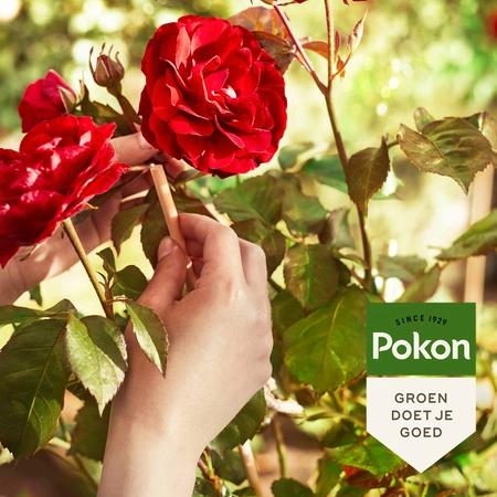 Pokon Bio Rozen Potgrond RHP - 30 L - afbeelding 5