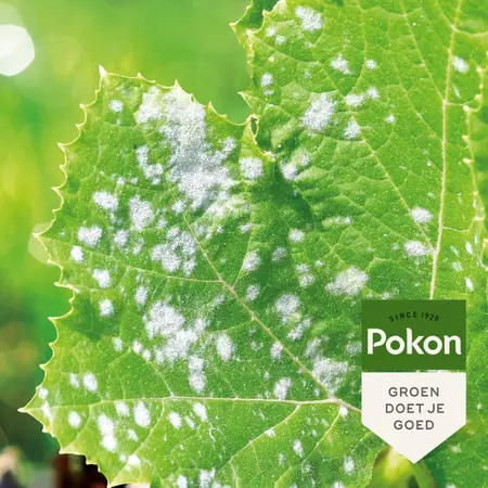 POKON BIO TEGEN SCHIMMELS SPRAY 800ML - afbeelding 2