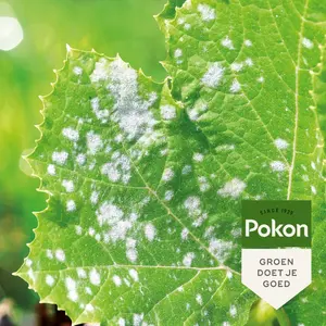 POKON BIO TEGEN SCHIMMELS SPRAY 800ML - afbeelding 2