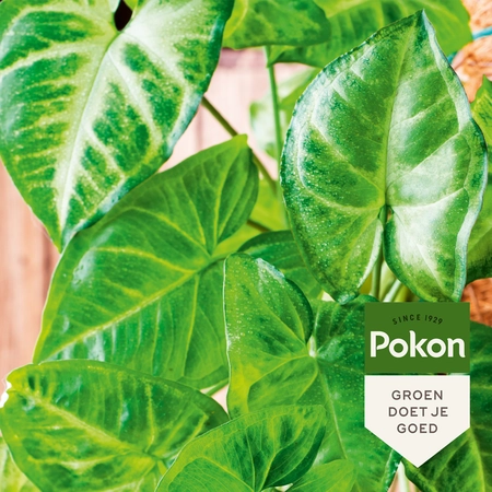 Pokon Bladglans - 250 ml - afbeelding 5