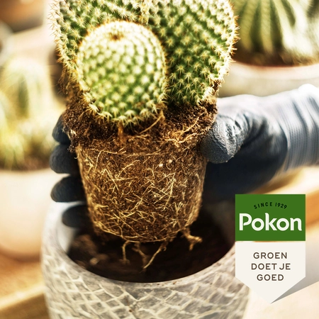 Pokon Cactus Potgrond RHP - 5 L - afbeelding 5