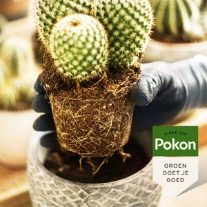 Pokon Cactus Potgrond RHP - 5 L - afbeelding 5