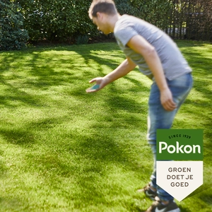 Pokon Graszaad Schaduw - 1kg - afbeelding 5