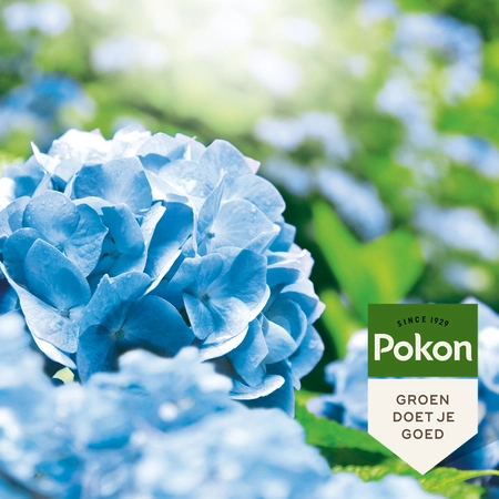 Pokon Hortensia Blauwmaker - 500 Gr - afbeelding 5