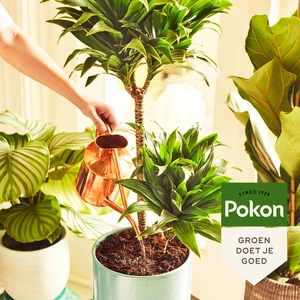 Pokon Kamerplanten Voeding Poeder - afbeelding 4