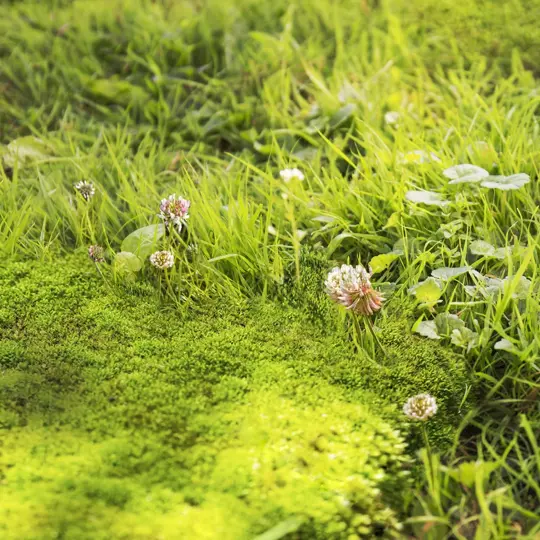 Pokon Mos En Onkruid Weg - 2,75 kg Voor 50m² - afbeelding 4