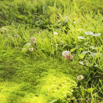 Pokon Mos En Onkruid Weg - 2,75 kg Voor 50m² - afbeelding 4