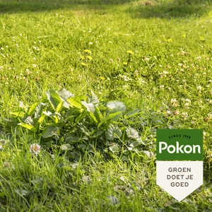 Pokon Onkruid Weg - 2,4 kg Voor 120m² - afbeelding 5