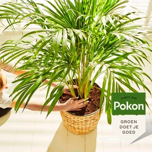 Pokon Palmen Potgrond RHP - 10 L - afbeelding 5
