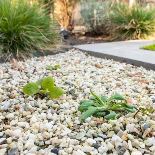 Pokon Tegen Onkruid - Concentraat - 450ml - afbeelding 4