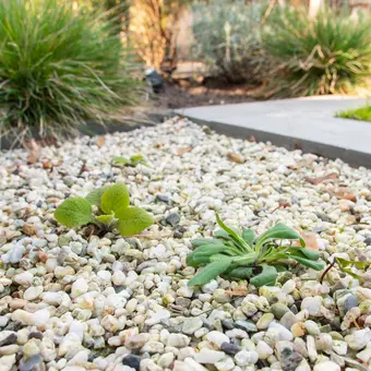 Pokon Tegen Onkruid - Concentraat - 450ml - afbeelding 4