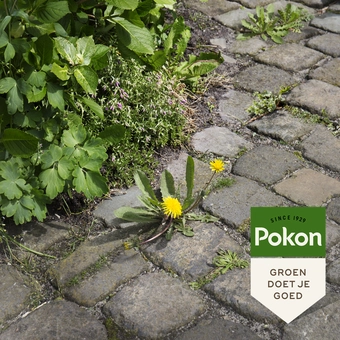 Pokon Tegen Onkruid Spray - 1 L - afbeelding 5