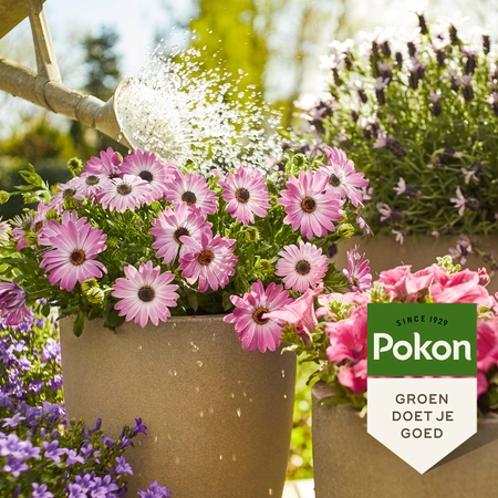 Pokon Terras & Balkon Planten Wateroplosbare Voeding – 500 gr - afbeelding 5