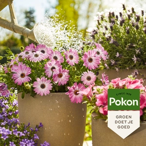 Pokon Terras & Balkon Planten Wateroplosbare Voeding – 500 gr - afbeelding 5