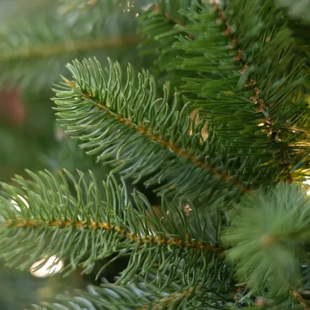 Poly Bayberry Spruce Hinged - D122/H183cm - afbeelding 2