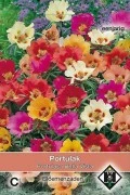 Portulaca 'Bella Vista'